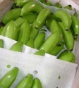green cavendish bananas - product's photo