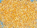 corn food grade - product's photo
