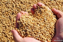 weather market of wheat or how weather conditions affect prices in the world wheat market - новости на портале Buy-foods.com