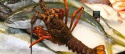 imports of lobsters and salmon in the usa - news on Buy-foods.com