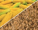 market of grain crops in the us: farmers massively sow soybeans instead of corn - news on Buy-foods.com